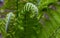 Fern Spiral of Matteuccia is a genus of ferns with one species: Matteuccia struthiopteris common names ostrich fern, fiddlehead