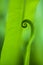 Fern spiral shape