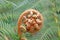 Fern spirals in spring in close up