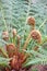 Fern spirals in spring in close up