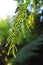 Fern spores on the back of the leaf