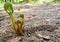 Fern sprout closeup view