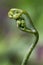 Fern sprout, macro shot