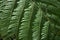 Fern Texture Pattern