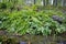 Fern thickets and lily of the valley leaves in rain in the forest in Karelia