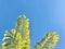 Fern tree with blue sky background.