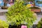 Fern Tree Bonsai for display in a flower pot. A tropical genus of fig evergreen deciduous species, shrubs vines with medium sized