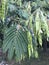 Fern tree leaves