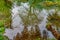 Fern and tree reflections in tranquil water