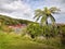 Fern Tree, West Coast, New Zealand