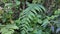 Fern trees in Dalat highlands, Lam province, Vietnam