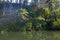 Fern trees and hydrangea planted on the banks of the lake