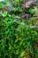 Fern and tropical plants in the garden on a sunny day. Various green shrubs in the jungle with foliage and mixed plant