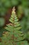 A fern twig with brown spotted leaves  looks like a decorated Christmas tree.