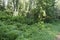 Fern undergrowth in mixed conifer and hardwood forest