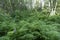 Fern undergrowth in mixed conifer and hardwood forest