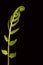 Fern Unfurling Against Black Background