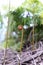 Fern unfurling in spring with blurred background, sunlight. Delicate green natural background, fern shoots. Polypodiopsida,