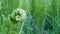 A fern unrolling, wild forest green plant