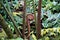 Fern unrolling a young frond