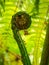 A Fern Unrolling a Young and Green Frond