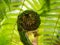 A Fern Unrolling a Young and Green Frond