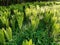 Fern up to 120 cm high with large sword shaped leaves arranged in a funnel shaped rosette. upright fans of fresh green leaves.