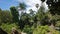 Fern valley in Palace of Monserrate in Sintra, Portugal