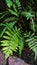 Fern Vascular plants reproduce via spores have complex leaves