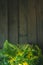 Fern vase on a wooden background