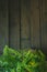 Fern vase on a wooden background