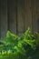 Fern vase on a wooden background