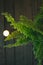 Fern vase on a wooden background