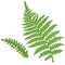 Fern vector