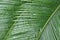 Fern with Water Drops