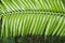 Fern with Water Drops