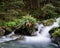 Fern and Waterfall in Kahurangi National Park, New Zealand