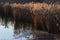 Fern in the Wetland