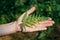 Fern on a woman`s palm. Fern leaf with plant texture and pattern. Ecology and health concept