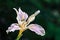 Fernald`s Iris Iris Fernaldii in bloom, illuminated by sunlight, California; dark background