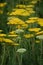 Fernleaf-Yarrow