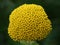 Fernleaf Yarrow (Achillea filipendulina)