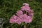 `Fernleaf Yarrow` flowers - Achillea Asplenifolia