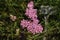 `Fernleaf Yarrow` flowers - Achillea Asplenifolia