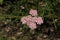 `Fernleaf Yarrow` flowers - Achillea Asplenifolia