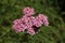 `Fernleaf Yarrow` flowers - Achillea Asplenifolia