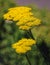 Fernleaf yarrow plant