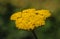 Fernleaf yarrow plant