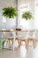 Ferns above wooden dining table