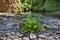 Ferns along Banks of Eagle Creek USA America